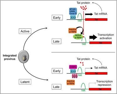 Microglial Cells: The Main HIV-1 Reservoir in the Brain